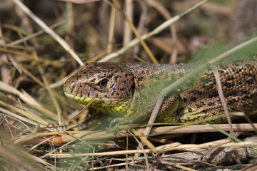 Naklejka premium Zauneidechse (Makro)