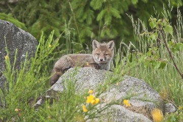 Renard roux