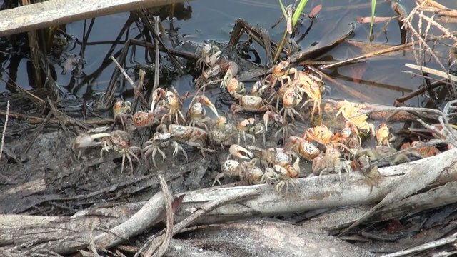 Fiddler crabs