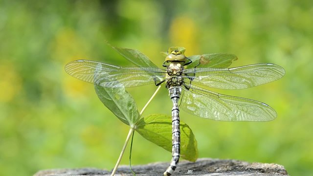 Libelle