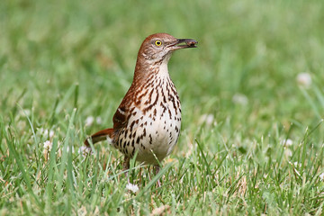 Brown Thrasher (Toxostoma rufum)