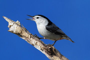 Bird Singing
