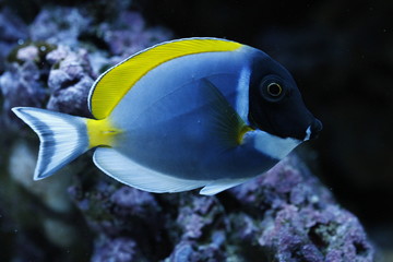 Fototapeta na wymiar Blue Fish Aquarium