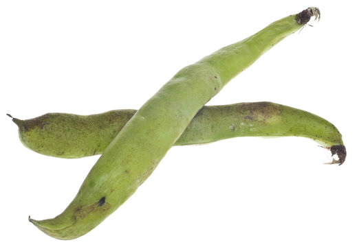 Faba Vica Fava Beans