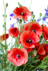 Fototapeta premium Czerwony mak