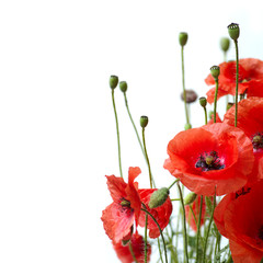 Red Poppy