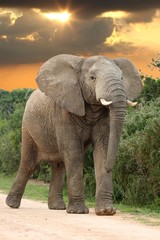 Naklejka na ściany i meble Słoń afrykański w Sunset