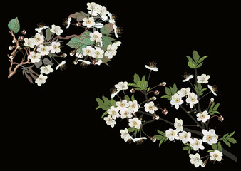 white sakura branches on black