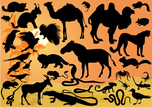 set of desert animals illustration