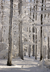 Winter forest