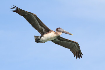 Brown Pelican In Flight
