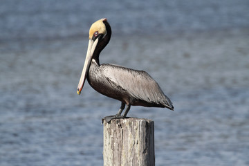 Brown Pelican