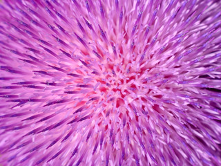 Background of thistle flower closeup