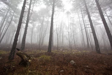 Fotobehang mystrious foggy forest in winter © Tommaso Lizzul