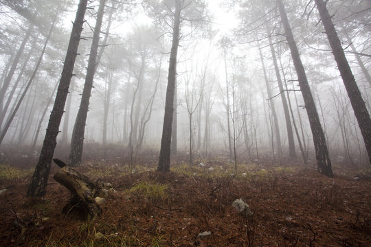 Fototapeta mystrious foggy forest in winter