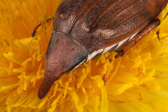 mey bug ovipositor