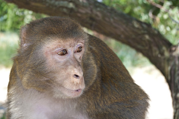 Naklejka premium Monkey