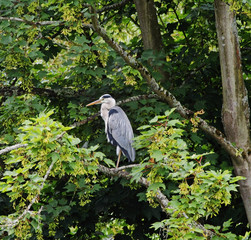 Grey Heron Perched in a Tree