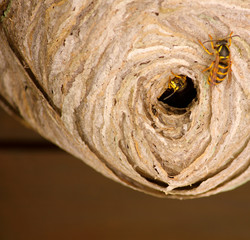 Wasps' nest / close-up
