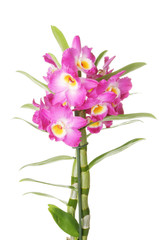 Fototapeta na wymiar Orchid