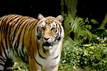 Bengal tiger