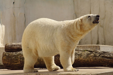 Polar bear in the zoo's pavilion