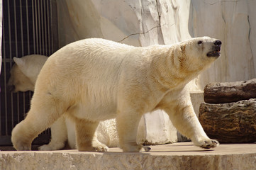 Polar bear in the zoo's pavilion