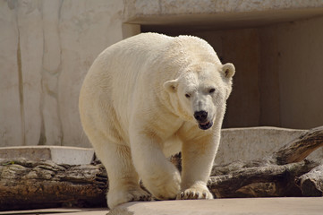 Polar bear in the zoo's pavilion