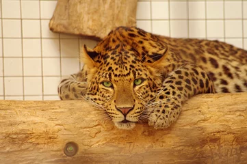 Rolgordijnen Leopard resting in the zoo's cage © neurobite