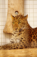 Leopard resting in the zoo's cage