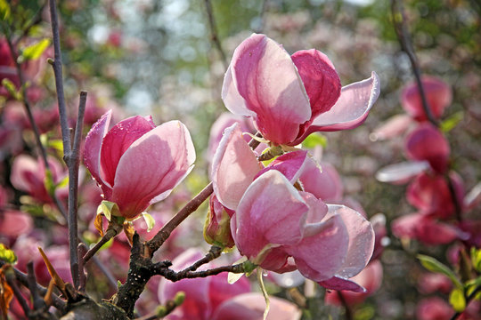 Fototapeta Pink magnolia flowers on a branch