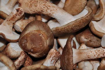 shiitake