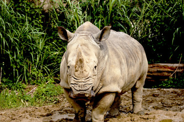 Naklejka premium White Rhinoceros