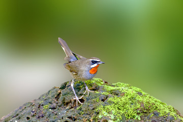 Sibierian Rubythroat a bird