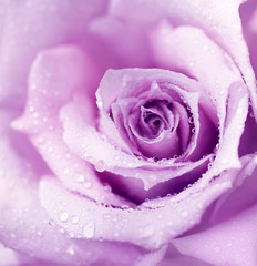 Obrazy na Szkle  Purple wet rose background