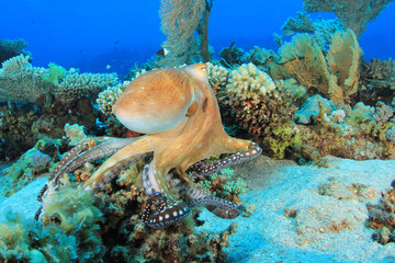 Reef Octopus (Octopus cyaneus) hunting on coral reef