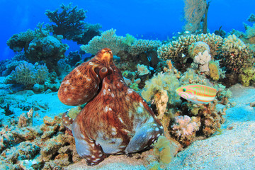 Reef Octopus (Octopus cyaneus) hunting on coral reef