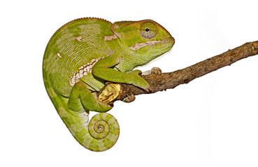 Isolated Chameleon