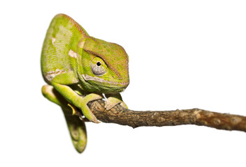 Isolated Chameleon staring