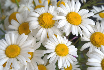 Bunch of many daisy flowers closeup