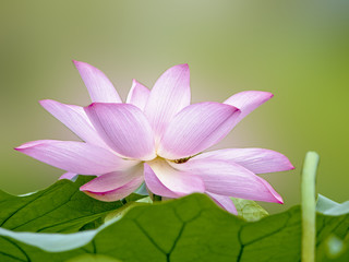 bloom lotus