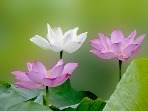 Fototapeta bloom lotus