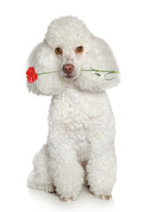 Toy poodle on a white background