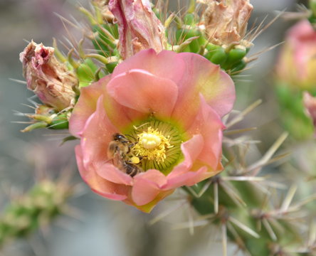 abeille butinant  un cactus fleuri