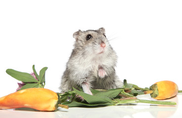 Asian hamster on a white background