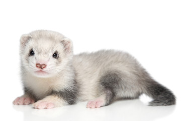 Baby ferret on a white background