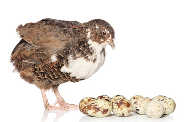 Quail with eggs on a white background