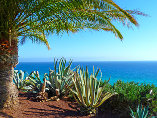 scenic ocean  view with palms and algarves