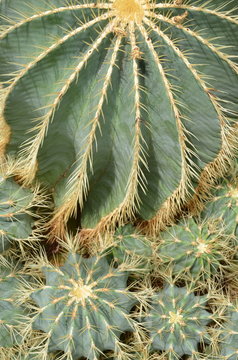 Echinocactus grusonii