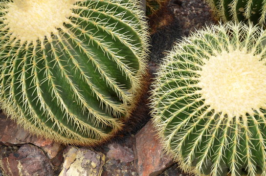 Echinocactus Grusonii